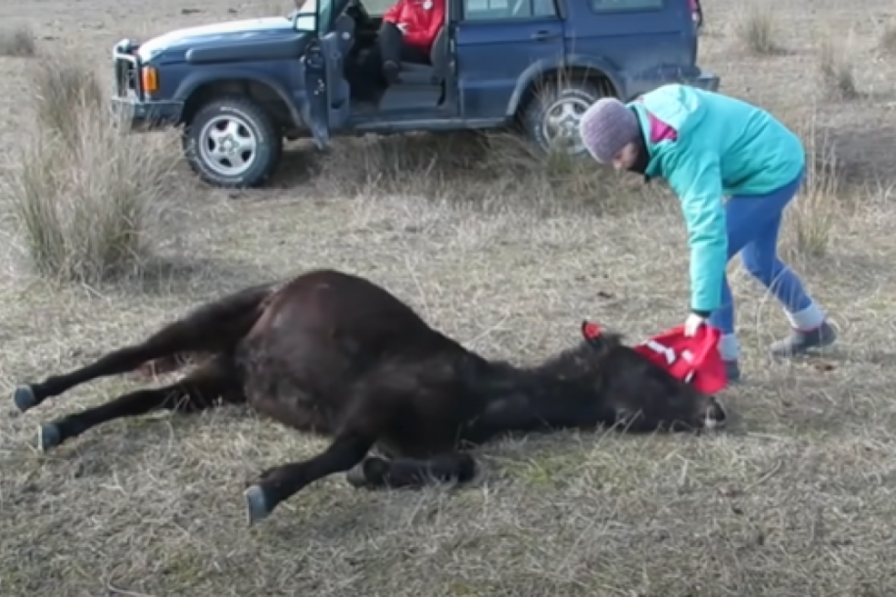 UGLEDAO JE DIVLJEG KONJA KAKO BESPOMOĆNO LEŽI, a onda i užas na njegovim nogama: Da li je moguće da su mu ovo uradili? Niko se nije nadao onome što je usledilo! (FOTO/VIDEO)