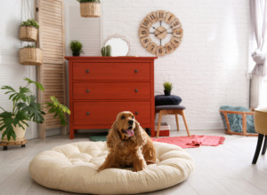 OSTAVLJATE PSA SAMOG U KUĆI? Ovo je upozorenje veterinara koje morate znati kako biste zaštitili svog ljubimca (FOTO)