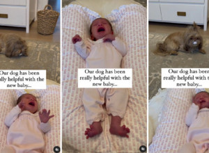 NA KRATKO SU OSTAVILI PSA SAMOG S BEBOM, A ONDA SAMO ZAČULI VRISAK: Unezverena majka nije znala šta ju je snašlo, a onda je pogledala u životinju koja je ležala nedaleko od deteta! (VIDEO)