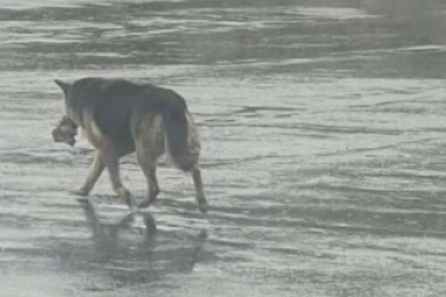 NAPUŠTEN BOLESTAN I PROMRZAO PAS BESCILJNO JE LUTAO ULICAMA:  U najgorim danima nije želeo da se oprosti od ove plišane igračke, a razlog tera suze na oči! (FOTO)