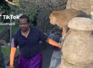 ŠETAO JE REZERVATOM NA BALIJU, NE SLUTIVŠI DA ĆE U SEKUNDI BITI POKRADEN: Turista je zanemeo od šoka kad je video u kakvu je zamku upao (VIDEO)