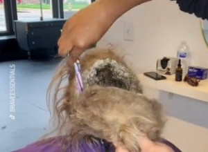 ZAPUŠTENE I UĆEBANE KOSE, KOJU NIJE PRALA 2 GODINE, POJAVILA SE NA VRATIMA SALONA: Transformacija nesrećne žene naterala je svima suze na oči, ovo je njena priča (VIDEO)