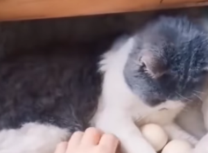 MAČKA SE ZALETELA NA GNEZDO S JAJIMA KOJA SAMO ŠTO SE NISU IZLEGLA: Vlasnici domaćinstva su zanemeli, gazda je sve snimio! (FOTO/VIDEO)