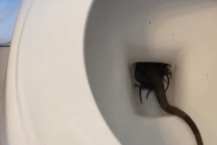 ČOVEK JE UŠAO U KUPATILO I SAMO SE PROLOMIO VRISAK: Skamenjen od straha pokušao je da otkrije šta mu je u WC šolji, BILO JE ŽIVO! (VIDEO)