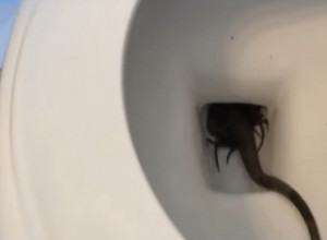 ČOVEK JE UŠAO U KUPATILO I SAMO SE PROLOMIO VRISAK: Skamenjen od straha pokušao je da otkrije šta mu je u WC šolji, BILO JE ŽIVO! (VIDEO)