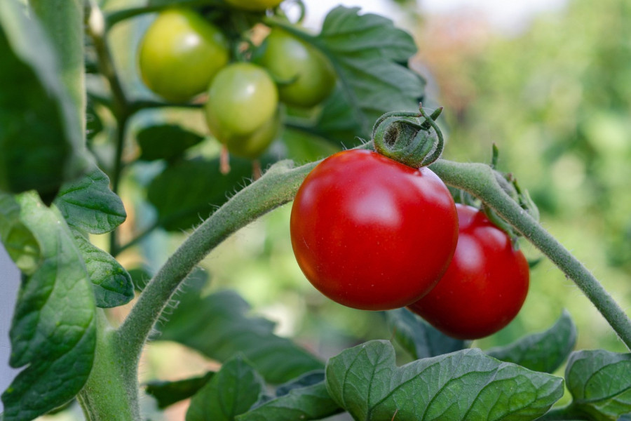 VOLITE LI PARADAJZ: Jedna grupa ljudi trebalo bi da ga izbegava, evo šta se može desiti u organizmu ako ga jedu (FOTO)