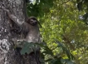 VIDELA JE DA SE U TRAVI NEŠTO MRDA I ODLUČILA DA VIDI ŠTA JE: Kada je prišla ugledala je neobično biće, a onda je nešto sa stabla počelo da se spušta ka njoj! (VIDEO)