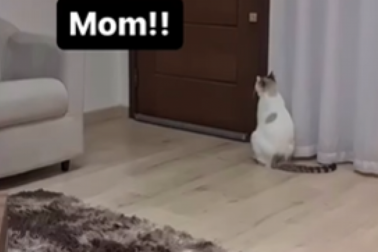 ČUDO NEVIĐENO, PROGOVORILA MAČKA! Ovaj snimak izaziva jezu! (VIDEO)