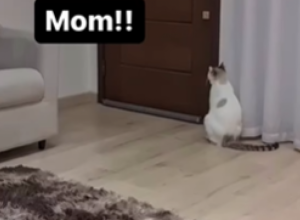 ČUDO NEVIĐENO, PROGOVORILA MAČKA! Ovaj snimak izaziva jezu! (VIDEO)