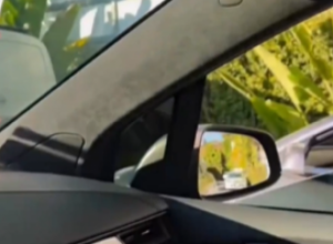 ZAUSTAVIO JE AUTOMOBIL NA SEMAFORU I U VOZILU PORED UGLEDAO PRELEPU DEVOJKU: Ali onda je nešto iskočilo na njenom suvozačevom sedištu, ostao je skamenjen! (FOTO/VIDEO)