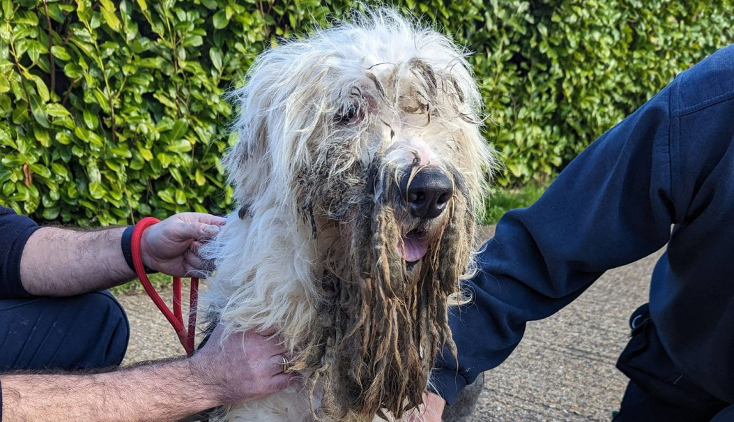 PRONAŠLI SU UĆEBANU, ZAPUŠTENU ŽIVOTINJU i nisu imali predstavu šta se krije ispod gomile ulepljene dlake! A onda su je ošišali! (FOTO)