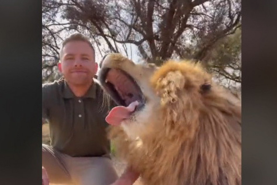 PRIŠAO JE OGROMNOM LAVU, A ONDA JE USLEDILA SCENA KOJU NIKO NIJE OČEKIVAO! Ljudi zanemeli, radnik u safari parku sve je snimio! (VIDEO)