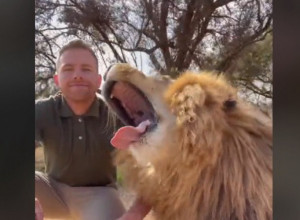 PRIŠAO JE OGROMNOM LAVU, A ONDA JE USLEDILA SCENA KOJU NIKO NIJE OČEKIVAO! Ljudi zanemeli, radnik u safari parku sve je snimio! (VIDEO)