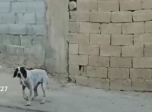 VIDEO JE PSA S POLOMLJENOM NOGOM I SUZE SU MU ODMAH KRENULE: Dao mu je hranu, ali ono što je životinja potom uradila potpuno ga je zapanjilo! (FOTO/VIDEO)