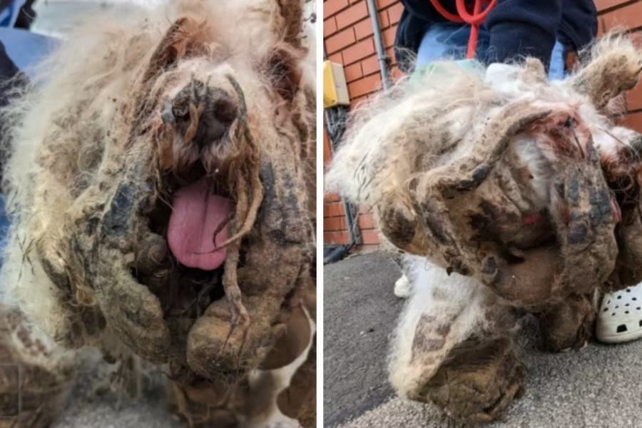 LJUDI PRESTRAVLJENI OD ČUDOVIŠTA NA ULICI: Bilo je kao kao neman, izazivalo strah i jezu, a onda su spasioci shvatili o čemu se radi! (FOTO)