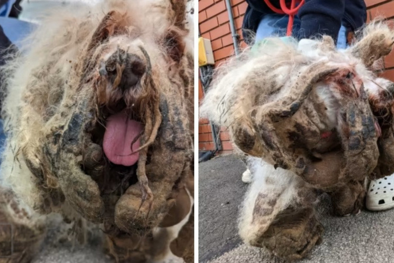 LJUDI PRESTRAVLJENI OD ČUDOVIŠTA NA ULICI: Bilo je kao kao neman, izazivalo strah i jezu, a onda su spasioci shvatili o čemu se radi! (FOTO)