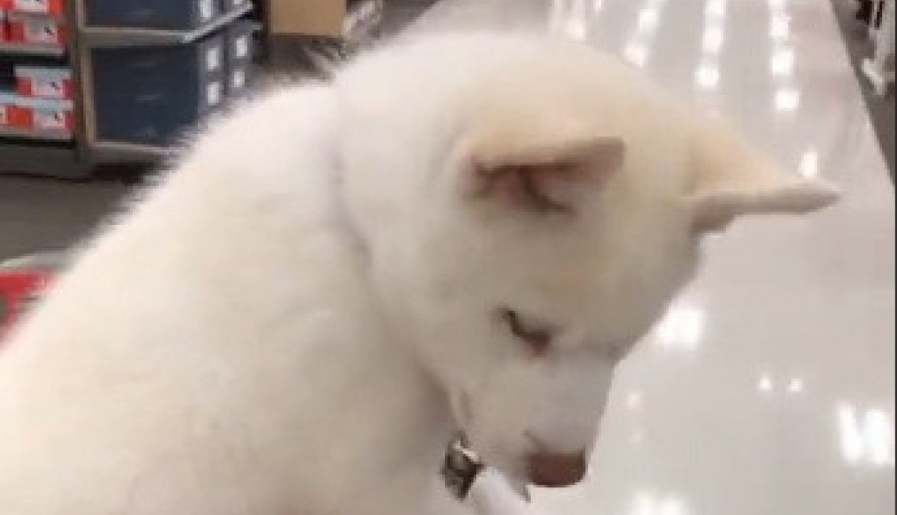 KUPILA JE MALOG, PUFNASTOG BELOG PSA: Verovala je da će ostati takav, ali ono u šta se pretvorio u samo nekoliko meseci ju je prenerazilo! (FOTO)