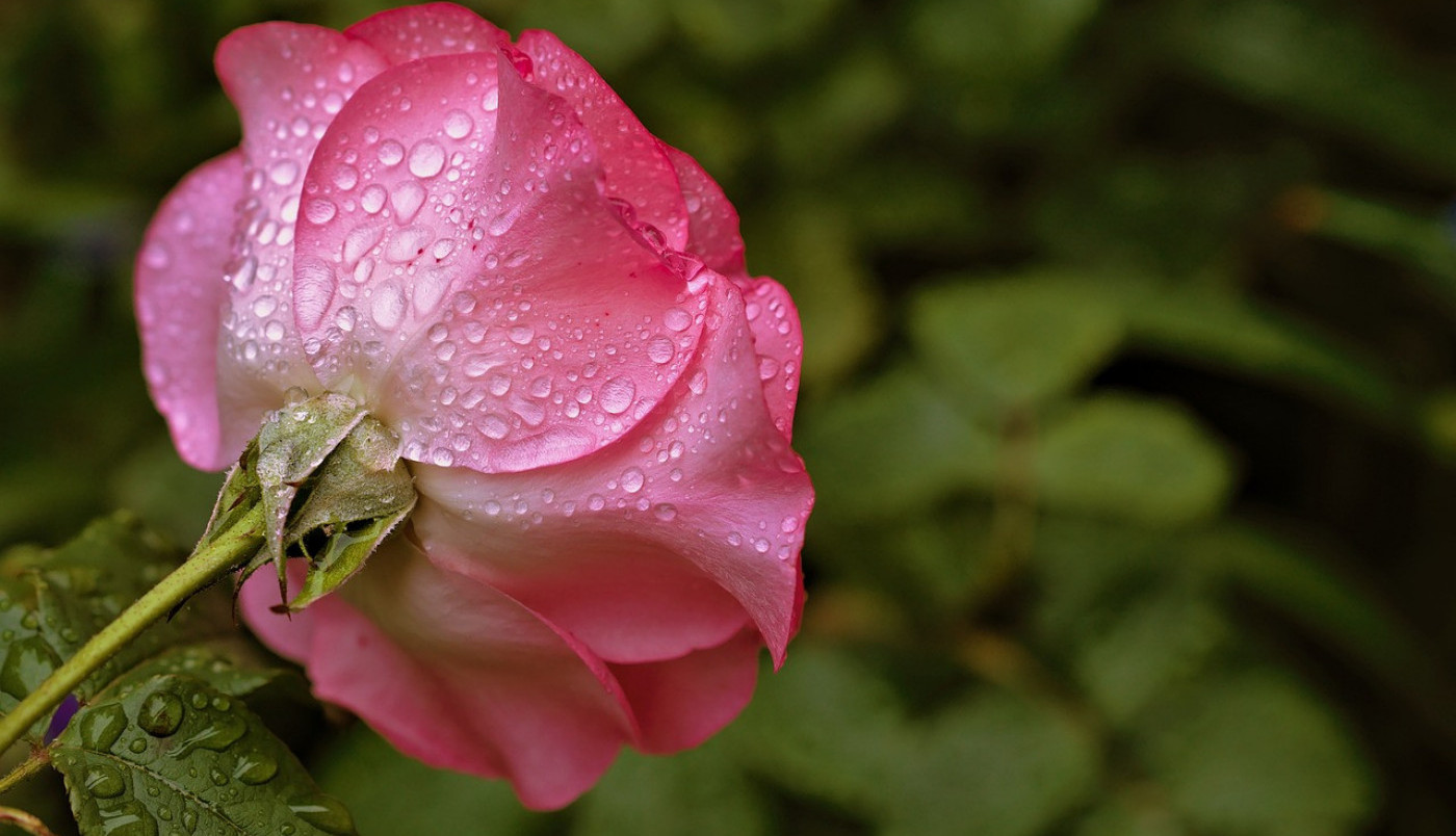 Ima i onih koji uživaju u kiši...