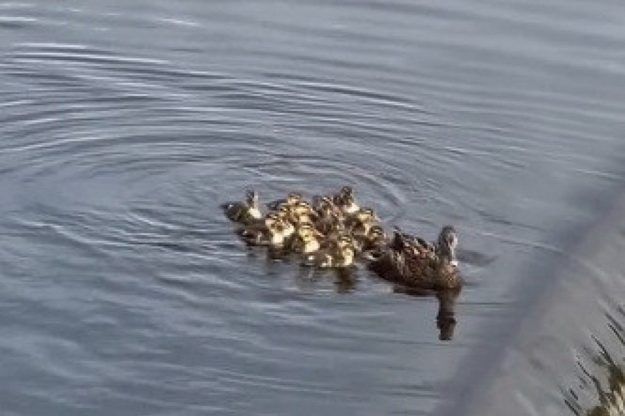 LJUDI SU NEMOĆNO VRIŠTALI S OBALE DOK SE PATKA S PAČIĆIMA PRIBLIŽAVALA BRANI: Jedna životinjica je skliznulo niz vodu, a potez njegove majke mnogima je naterao suze na oči! (VIDEO)