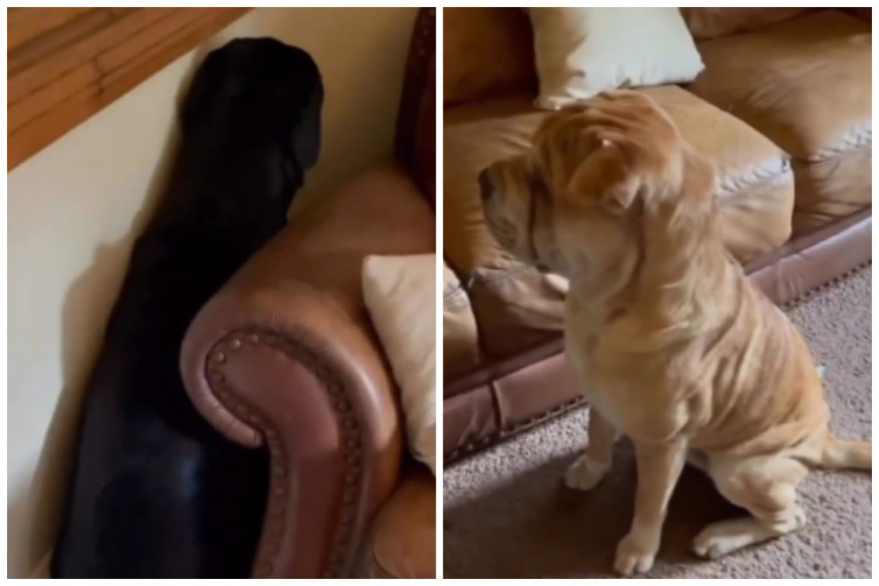 OSTAVILA JE PSE SAME SAMO NA TRENUTAK: Kada se vratila zatekla je užas u stanu, ono što je usledilo izazvalo je burnu reakciju javnosti (FOTO/VODEO)