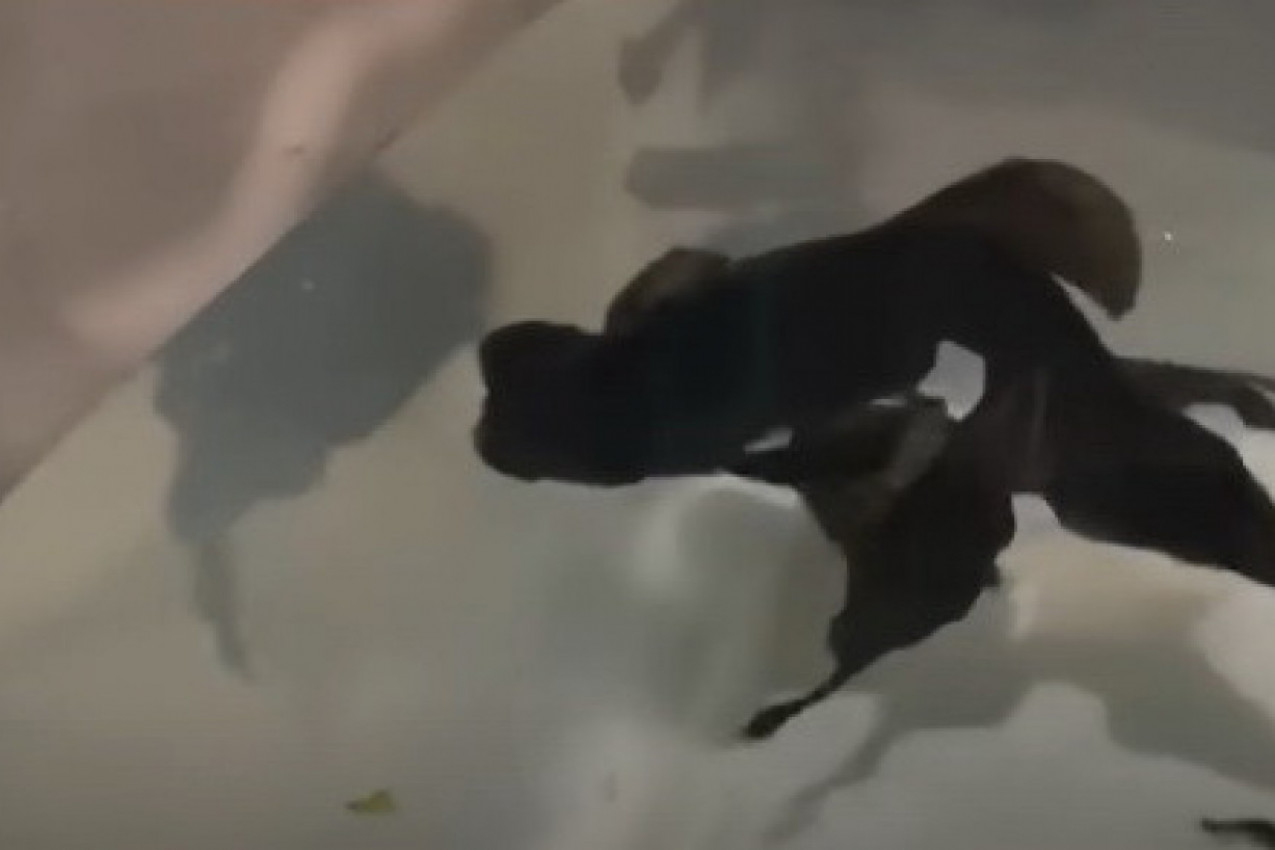 UDOMILA JE RIBICU STARU 10 GODINA KOJA JE JEDVA BILA ŽIVA: Vukla se po mulju i mučila, ali je posle godinu dana žena u akvarijumu zatekla ŠOK! (VIDEO)