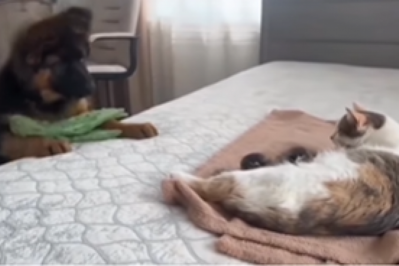 MAČKA JE DOJILA MAČIĆE, A ONDA SE POJAVIO VUČJAK: Scena je sledila vlasnike, životinja je skočila na krevet, a ono što se potom dogodilo je sve zaprepastilo! (FOTO/VIDEO)