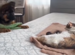 MAČKA JE DOJILA MAČIĆE, A ONDA SE POJAVIO VUČJAK: Scena je sledila vlasnike, životinja je skočila na krevet, a ono što se potom dogodilo je sve zaprepastilo! (FOTO/VIDEO)