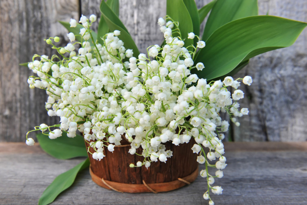 OVA BILJKA KRASI DOMOVE ŠIROM SRBIJE, A NJEN OTROV MOŽE BITI FATALAN: Svakog proleća uživamo u lepoti lepih zvončića, a nismo ni znali za njena tajna svojstva (FOTO)