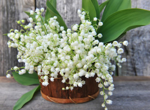 OVA BILJKA KRASI DOMOVE ŠIROM SRBIJE, A NJEN OTROV MOŽE BITI FATALAN: Svakog proleća uživamo u lepoti lepih zvončića, a nismo ni znali za njena tajna svojstva (FOTO)