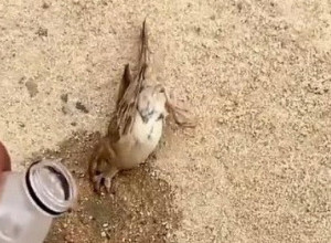 PTIČICA JE LEŽALA DEHIDRIRANA, BESPOMOĆNO ČEKAJUĆI KRAJ: A onda se dogodilo čudo koje će vam naterati suze na oči! (VIDEO)