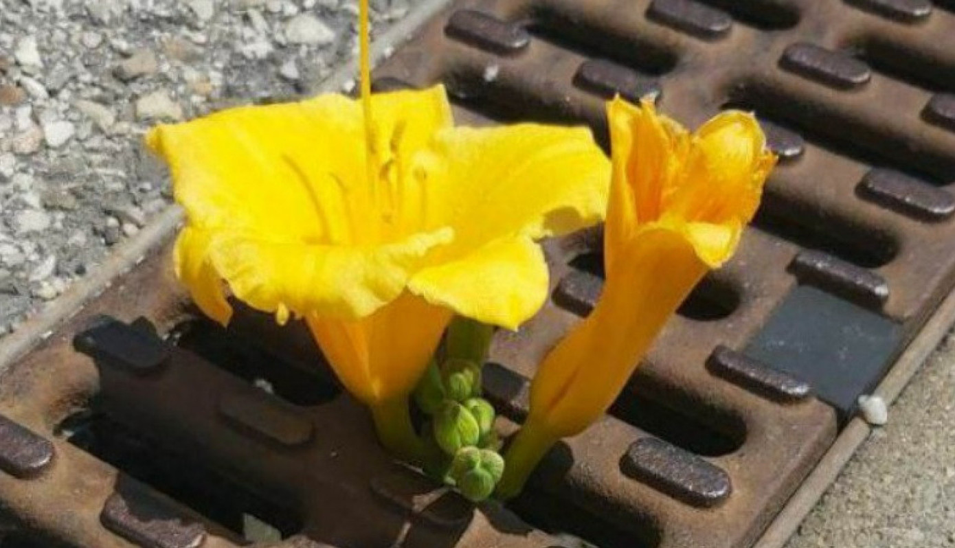 Lepota i ljubav uvek pronađu svoj put...