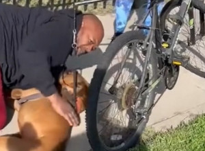 TOKOM TRČANJA PAS SE SAMO SRUČIO NA ZEMLJU, NJEGOVA VLASNICA JE VRISNULA: Nije davao znake života, a onda je ovaj čovek uradio šokantnu stvar, suze same idu! (VIDEO)