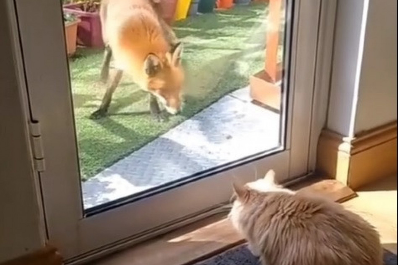 KA KUĆI IM SE ZALETELA LISICA, LJUDI PRETRNULI ZBOG SVOJE MAČKE: A onda je usledio šok, vrisnuli su od zaprepašćenja! (VIDEO)