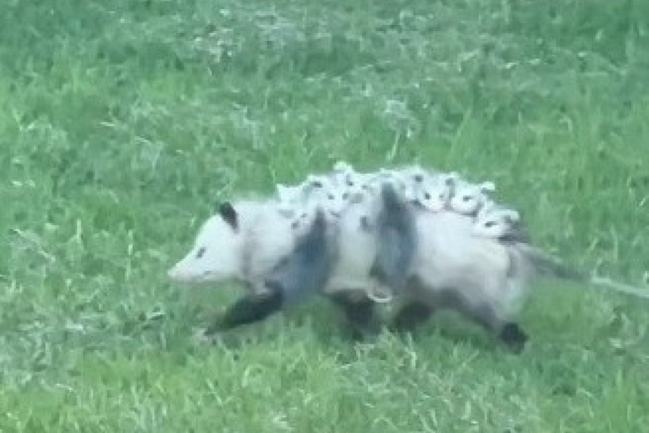 UŠAO JE U DVORIŠTE I U NJEMU UGLEDAO STVORA, U TRENU GA JE OBLIO HLADAN ZNOJ: Izvadio je telefon da snimi o čemu se radi, a onda mu se životinja s nečim na leđima približila! (VIDEO)