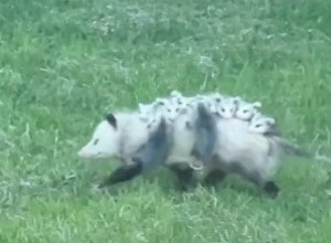 UŠAO JE U DVORIŠTE I U NJEMU UGLEDAO STVORA, U TRENU GA JE OBLIO HLADAN ZNOJ: Izvadio je telefon da snimi o čemu se radi, a onda mu se životinja s nečim na leđima približila! (VIDEO)