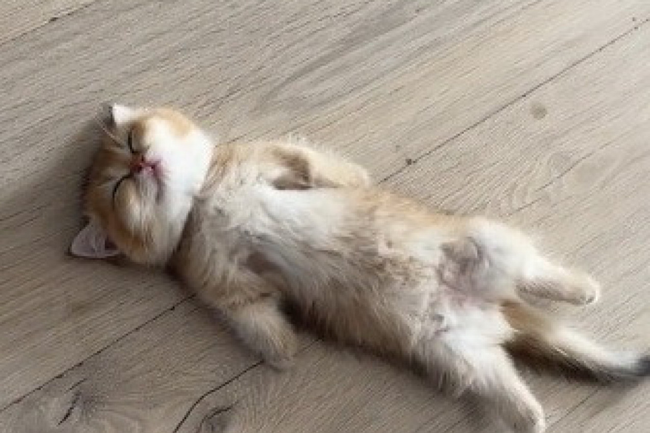 UDOMILI SU MAČE, A ONDA GA IZGUBILI U KUĆI: Kada su ga konačno pronašli, pretrnuli su od straha, žena je vrisnula od šoka! (VIDEO)