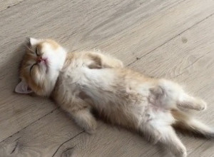 UDOMILI SU MAČE, A ONDA GA IZGUBILI U KUĆI: Kada su ga konačno pronašli, pretrnuli su od straha, žena je vrisnula od šoka! (VIDEO)