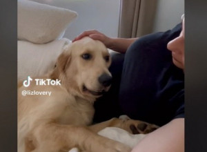 PRINELI SU RETRIVERA TRUDNICI U POODMAKLOJ TRUDNOĆI I OD NJEGOVE REAKCIJE ZANEMELI: Baš u tom trenutku beba je udarila... (VIDEO)