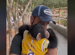 VIDEO JE SVOG MAJMUNA POSLE 6 MESECI: Zbog onoga što je životinja uradila svi su zanemeli! (VIDEO)