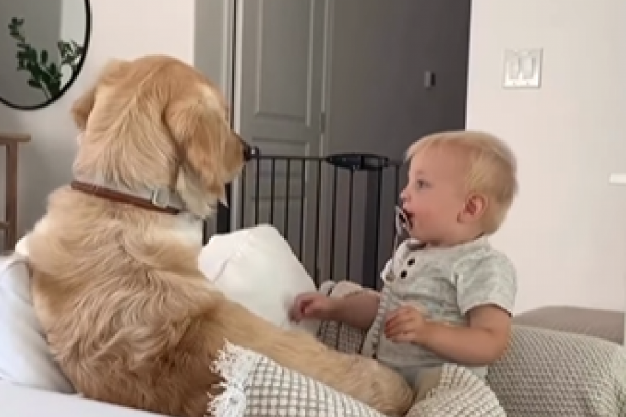 UDOMILI SU PSA NEPOSREDNO POŠTO SU DOBILI BEBU: Reakcija ovog ljubimca na dečaka je sve zapanjila! (FOTO/VIDEO)
