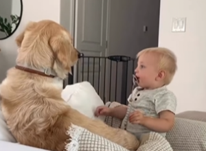 UDOMILI SU PSA NEPOSREDNO POŠTO SU DOBILI BEBU: Reakcija ovog ljubimca na dečaka je sve zapanjila! (FOTO/VIDEO)