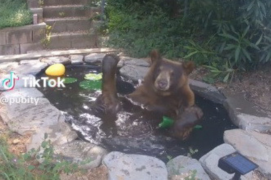 PROVERILA JE SNIMAK SA SIGURNOSNIH KAMERA I ZATEKLA ŠOK SCENU U DVORIŠTU: Oduvek je želela veštačko jezerce, a sada je tamo bila ZVER! (VIDEO)