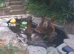 PROVERILA JE SNIMAK SA SIGURNOSNIH KAMERA I ZATEKLA ŠOK SCENU U DVORIŠTU: Oduvek je želela veštačko jezerce, a sada je tamo bila ZVER! (VIDEO)