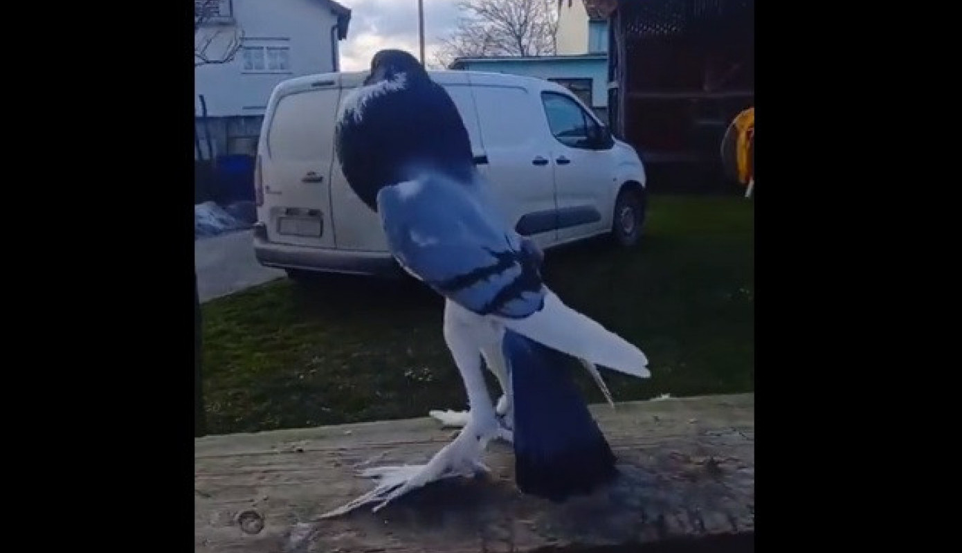 ŠETAO JE PARKOM I NA KLUPI UGLEDAO JEZIVO STVORENJE! Nije smeo da priđe, a onda je shvatio o čemu se radi: Pa to je MUTANT! (FOTO/VIDEO)