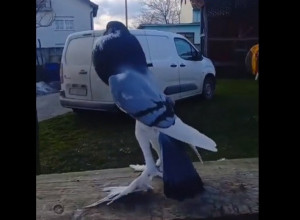 ŠETAO JE PARKOM I NA KLUPI UGLEDAO JEZIVO STVORENJE! Nije smeo da priđe, a onda je shvatio o čemu se radi: Pa to je MUTANT! (FOTO/VIDEO)