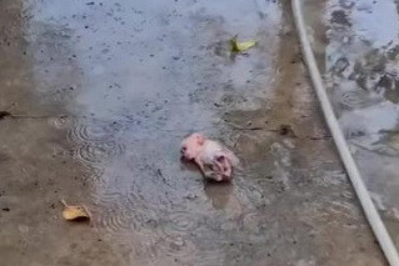 PROLAZILA JE PORED DVORIŠTA I UGLEDALA OVO STVORENJE USRED BARE: Zbog onoga što je uradila, svi su zanemeli (VIDEO)