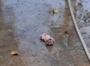 PROLAZILA JE PORED DVORIŠTA I UGLEDALA OVO STVORENJE USRED BARE: Zbog onoga što je uradila, svi su zanemeli (VIDEO)