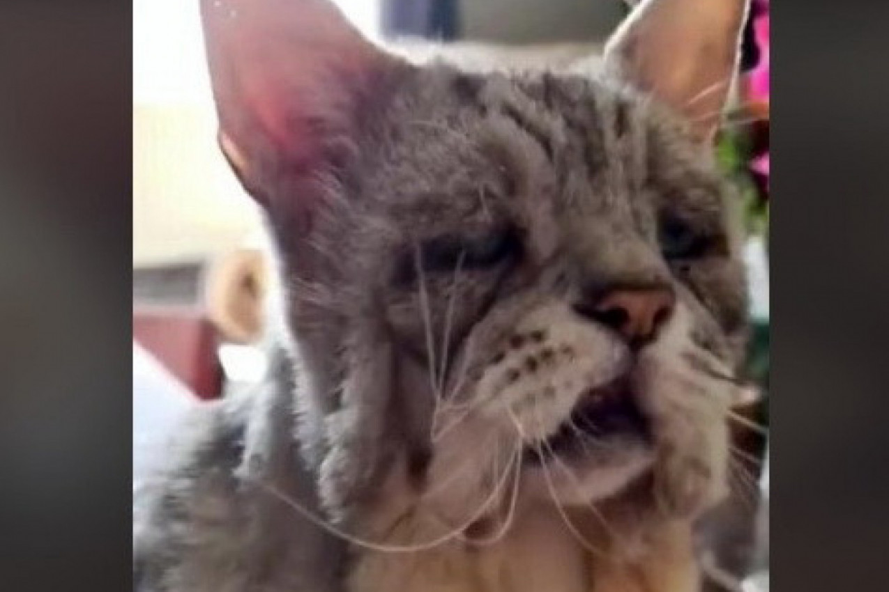 OVAKVOG MAČKA JOŠ NISTE VIDELI: Njegova priča nateraće vam suzena oči, malo ko je ostao ravnodušan na ovog "starca" (FOTO)