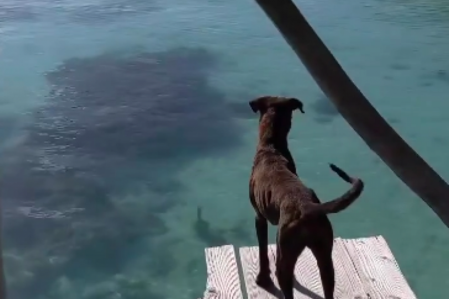 DVA PSA UŽIVALA SU NA DOKU KADA JE ČUDNO STVORENJE ZAPLIVALO ISPOD NJIH: Dok je vlasnik u šoku posmatrao scenu, usledila nezapamćena drama! (FOTO/VIDEO)