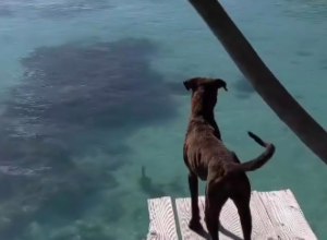 DVA PSA UŽIVALA SU NA DOKU KADA JE ČUDNO STVORENJE ZAPLIVALO ISPOD NJIH: Dok je vlasnik u šoku posmatrao scenu, usledila nezapamćena drama! (FOTO/VIDEO)